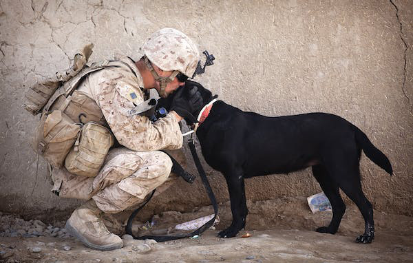 Soldier Dog Companion Service